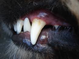 TrueSonic curățător de dinți cu ultrasunete pentru câini photo review