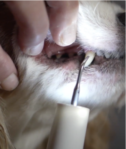 Ultrasonický čistič zubů pro psy TrueSonic™ photo review