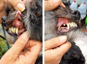 Ultrasonický čistič zubů pro psy TrueSonic photo review