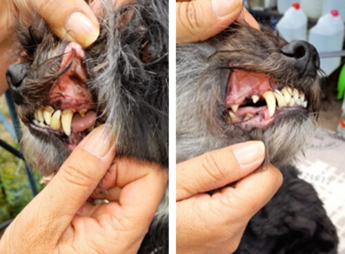 TrueSonic curățător de dinți cu ultrasunete pentru câini photo review